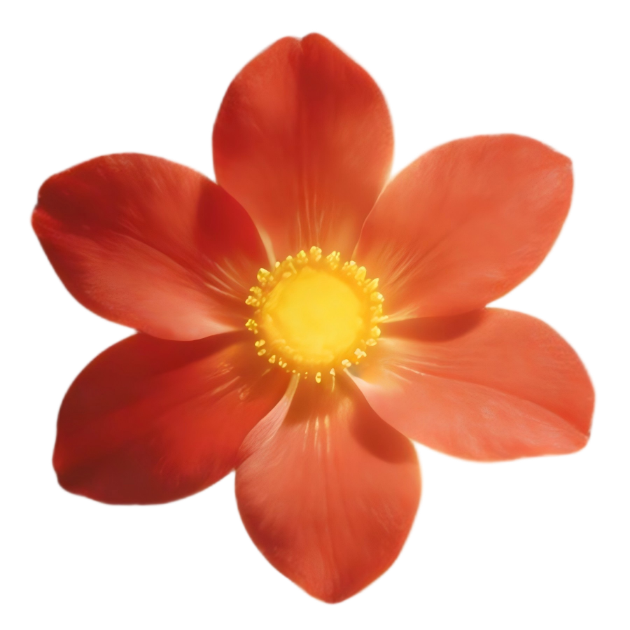 刺桐花